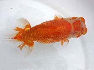 若葉会　東大関　八木博明