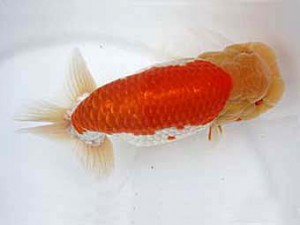 若葉会　西大関　福井利夫