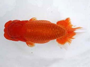 若葉会　立行司　大久保敏男