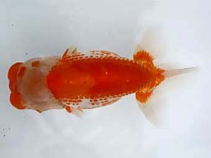 若葉会　東大関　大久保敏男