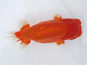 若葉会　立行司　八木博明