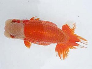 若葉会　西取締　金　成年