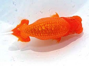 日らん　山光　勲　愛媛