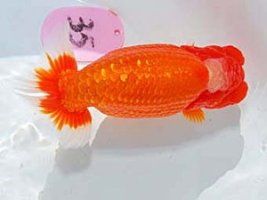 日らん　鈴木友来　愛知