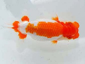 日らん　大野　稔　愛知