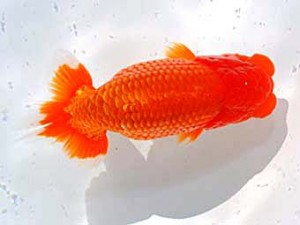 日らん　鈴木靖夫　千葉