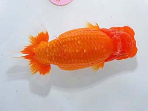 日らん　広井一也　福岡