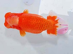 日らん　杉本俊幸　愛知