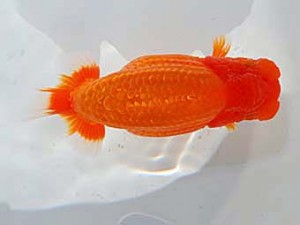 日らん 木村　等　埼玉