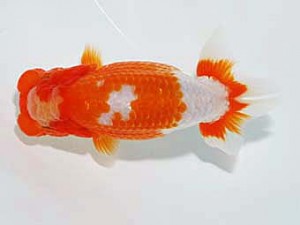 日らん　小澤文子　静岡