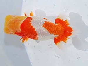 日らん　藤野辰巳　佐賀