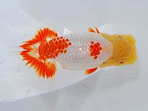 日らん　南　信一郎　愛知