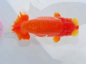 日らん 目黒康弘　東京