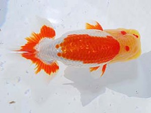 日らん　胡本佳孝　岡山