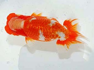 日らん　直野高幸　愛媛