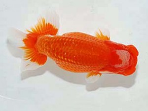 日らん 山崎晴彦　長野