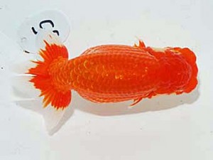 日らん　藤野辰巳　佐賀