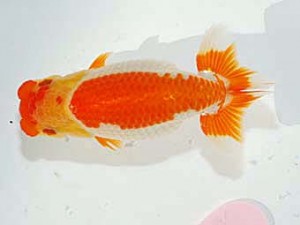 日らん　野口　弘　愛知