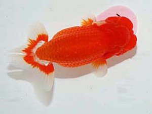 日らん 村岡満幸　兵庫