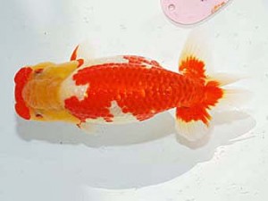 日らん　鎌田芳男　愛知