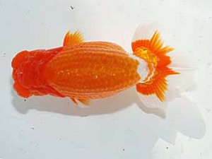 日らん　田淵貴利　香川