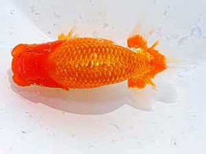 日らん 高尾直美　岡山