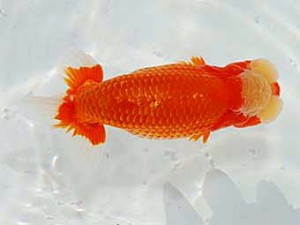 日らん　川村和己　高知