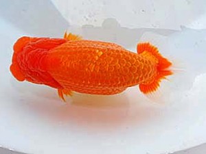 日らん　松本芳夫　静岡