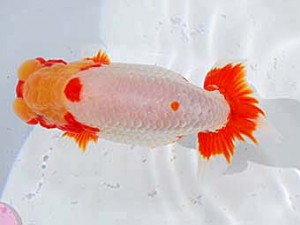 日らん 細川　悟　大阪