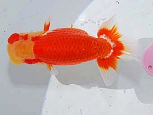 日らん　原田和彦　岡山