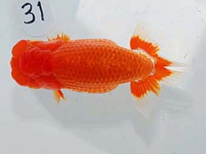 日らん　粟田良孝　愛媛