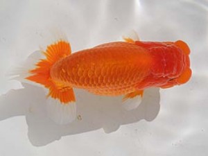 桑名愛錦会　東大関　あま市　近藤憲正