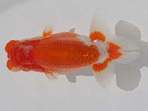 桑名愛錦会　西大関　あま市　近藤憲正