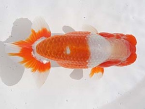 桑名愛錦会　東取締　八百津　有賀昌司