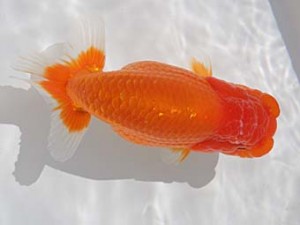 桑名愛錦会　西取締　あま市　近藤憲正