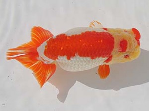 桑名愛錦会　立行司　稲沢市　川口敦司