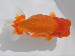 桑名愛錦会　東取締　可児市　高津晴彦