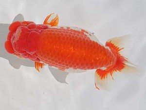 桑名愛錦会　東大関　稲沢市　川口敦司