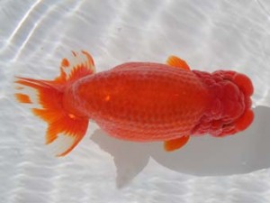 桑名愛錦会　西大関　西尾市　荒井実明