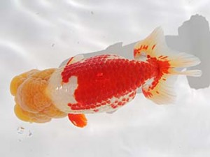 桑名愛錦会　立行司　あま市　川口　功