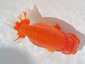 桑名愛錦会　東取締　安城市　市村正直