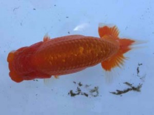 名古屋金魚愛好会　東大関　加藤安正　高浜