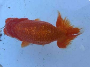 名古屋金魚愛好会　西大関　森下勝司　常滑