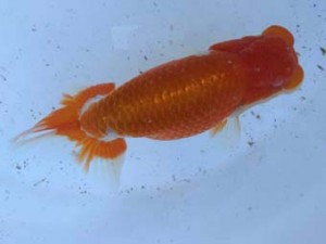 名古屋金魚愛好会　立行司　米岡泰治　名古屋