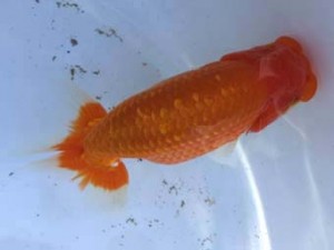 名古屋金魚愛好会　東取締　米岡泰治　名古屋