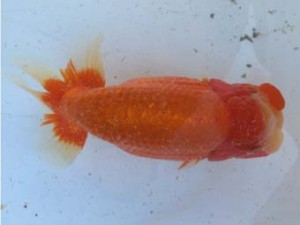 名古屋金魚愛好会　東大関　川口敦司　稲沢