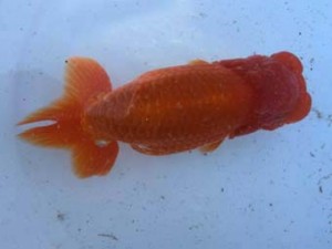 名古屋金魚愛好会　西大関　小早川義幸　半田