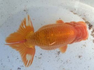 名古屋金魚愛好会　立行司　高須一三　名古屋