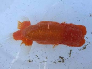 名古屋金魚愛好会　東取締　藤原忠義　安城