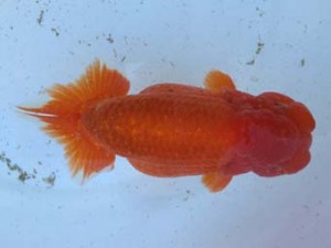 名古屋金魚愛好会　西取締　小早川義幸　半田